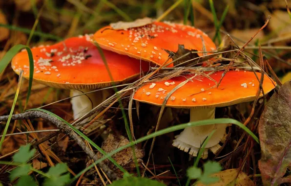 Mushrooms, Amanita, red