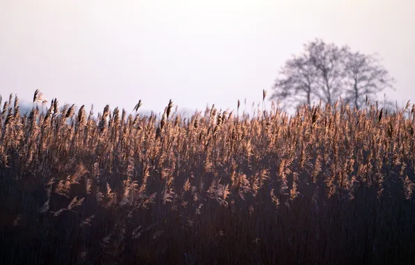 The sky, nature, reed