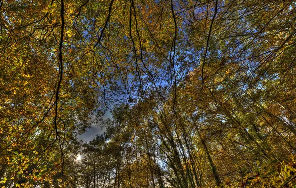 Forest, the sky, trees, nature