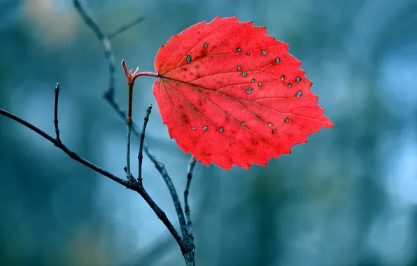 Picture autumn, nature, sheet, branch, the crimson