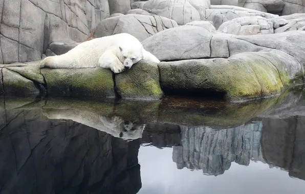 Picture white, water, pond, stones, bear, sleeping