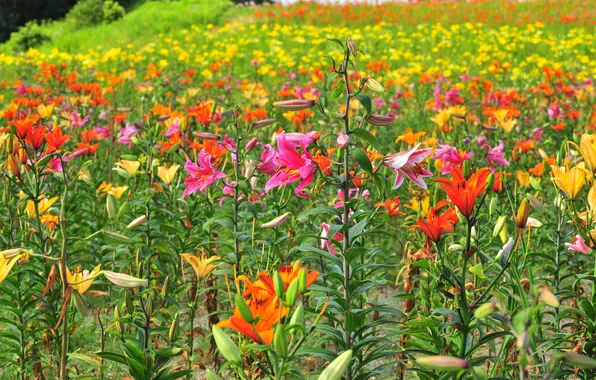 Picture field, grass, nature, Lily, meadow