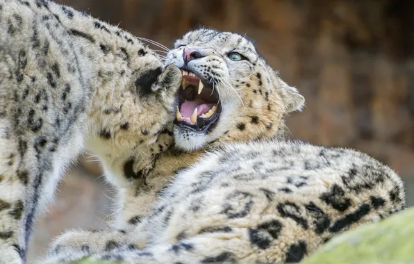 Cats, mouth, pair, fangs, IRBIS, snow leopard, ©Tambako The Jaguar