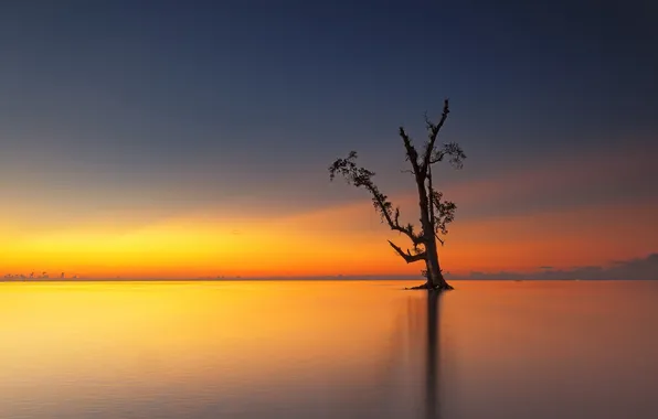 Sea, sunset, tree