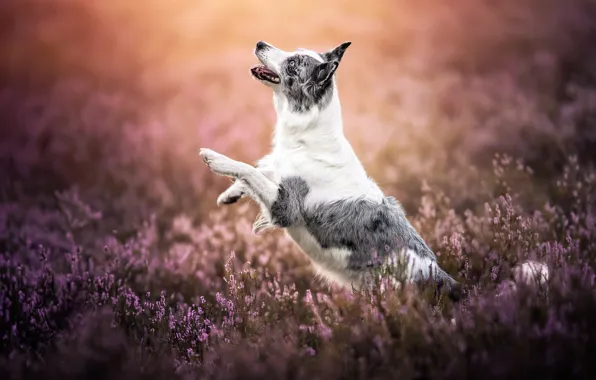 Picture joy, mood, dog, paws, Heather, The border collie