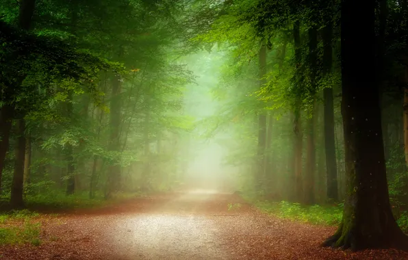 Picture road, autumn, forest, leaves, trees, fog