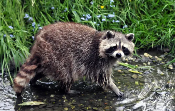 Grass, look, wet, stream, raccoon