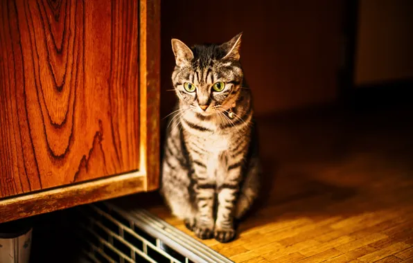 Picture cat, house, background