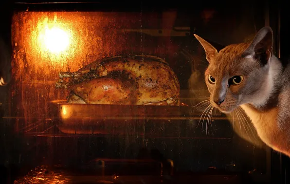 Cat, look, face, the dark background, food, chicken, oven, waiting