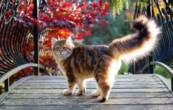 Cat, cat, branches, nature, kitty, foliage, garden, red