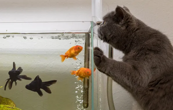 Cat, cat, fish, aquarium, the situation