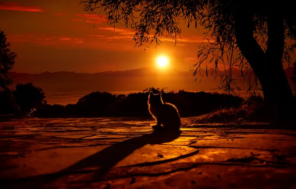 Cat, cat, asphalt, tree, shadow, silhouette, pussy, cat