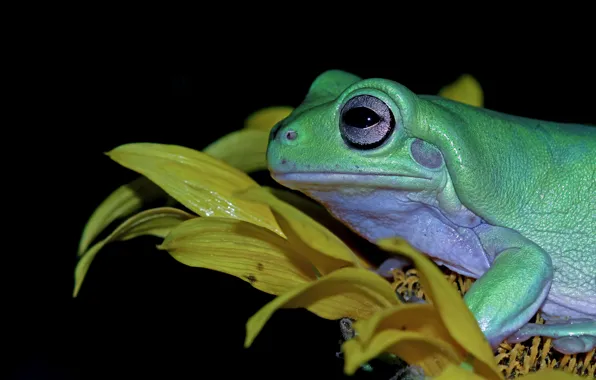 Flower, look, pose, frog, sunflower, black background, green
