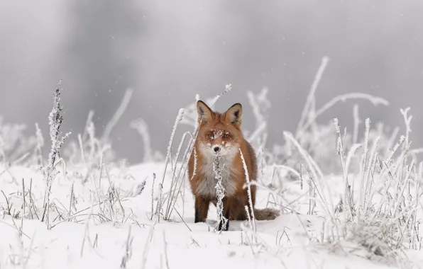 Picture winter, grass, look, snow, background, Fox, red