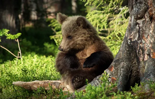Picture baby, bear, funny