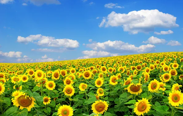 Picture summer, the sun, nature, sunflower