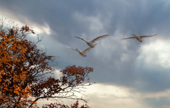 Autumn, the sky, clouds, trees, flight, birds, branches, clouds