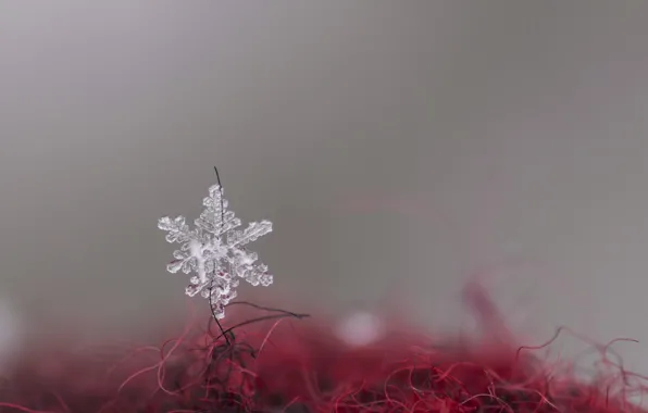 Macro, background, snowflake