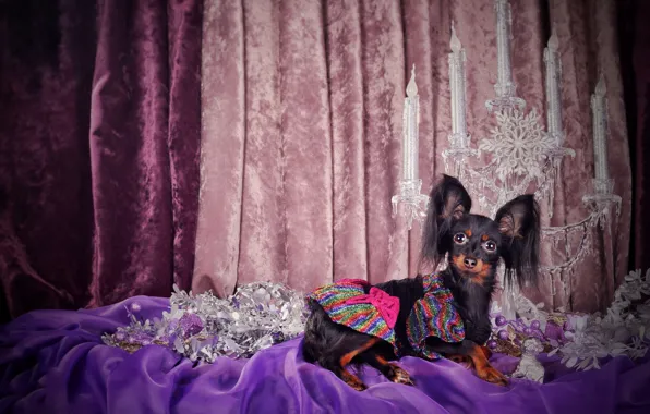 Look, pose, toys, dog, candles, dress, Christmas, costume