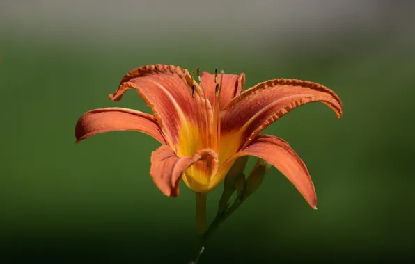 Flowers, background, Summer, daylilies