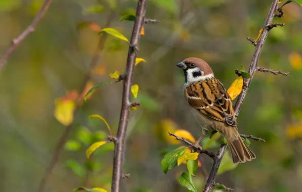 Autumn, branches, nature, green, grey, background, bird, yellow