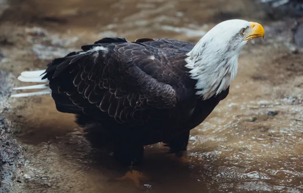 Water, stream, bird, feathers, beak, bald eagle, bald eagle