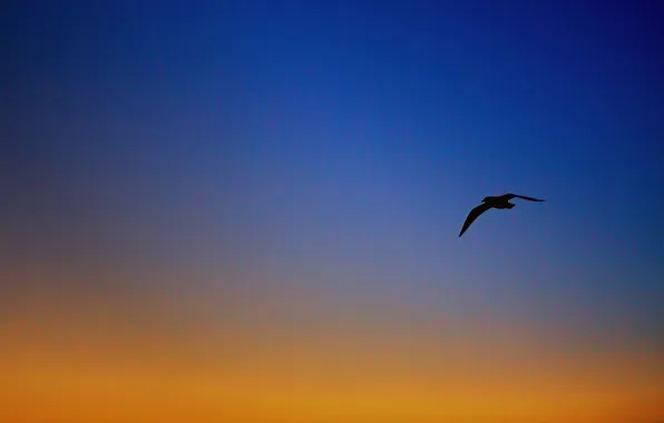 Picture the sky, clouds, bird, silhouette, glow