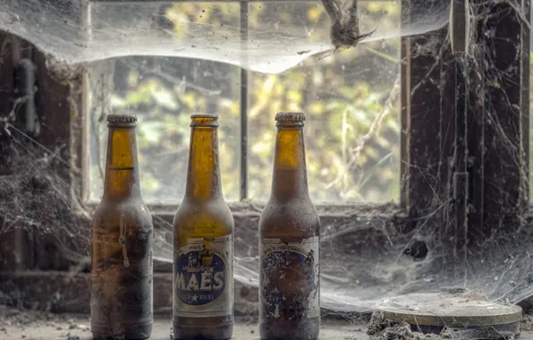 Beer, web, window, bottle