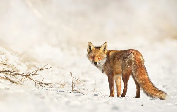 Picture winter, Fox, looks