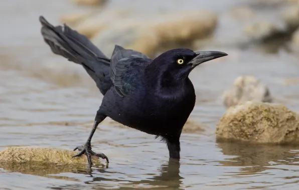 Picture bird, beak, tail, trupial, bolshevaty grackle