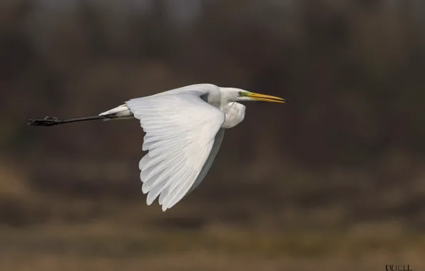 Nature, bird, flight, flies, Heron, white egret, DUELL ©