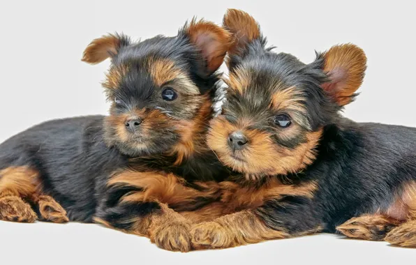 Puppies, white background, kids, a couple, Yorkshire Terrier, doggie