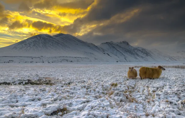 Snow, Iceland, highlands, goats, Landmannalaugar