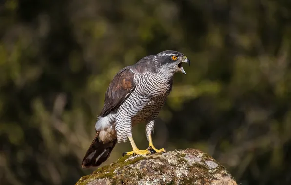 Picture bird, stone, predator, Goshawk