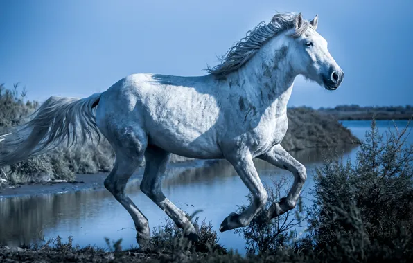 White, the sky, light, horse, shore, horse, white, the bushes