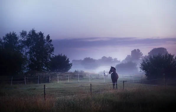 Field, fog, horses, morning