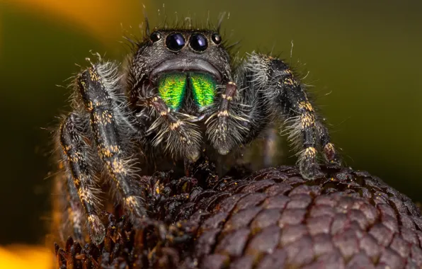 Look, macro, spider, bump, jumper, spider, jumping spider, the Hoppy