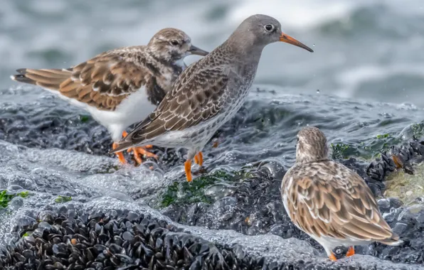 Water, bird, Kamnesharka, Sea Sandpiper