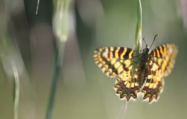 Picture leaves, macro, light, yellow, nature, background, butterfly, blur