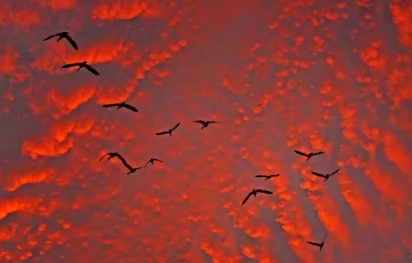 The sky, clouds, bird, glow