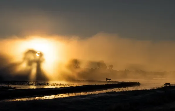 Night, fog, river, cows