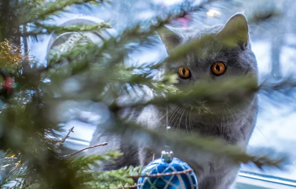 Cat, cat, look, pose, Christmas, New year, tree, face
