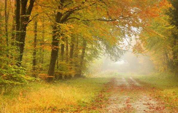 Picture road, autumn, forest, leaves, trees, landscape, fog