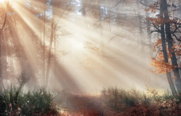 Autumn, forest, the sun, rays, trees, branches, nature, fog