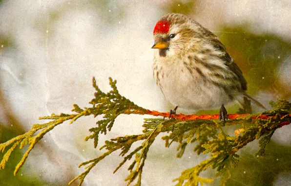 Picture bird, branch, tap dance