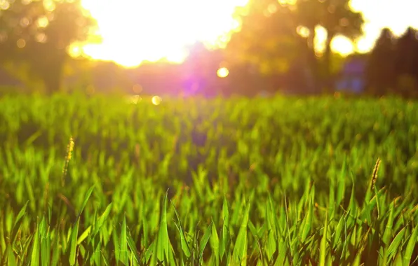 Picture the sky, grass, the sun, nature