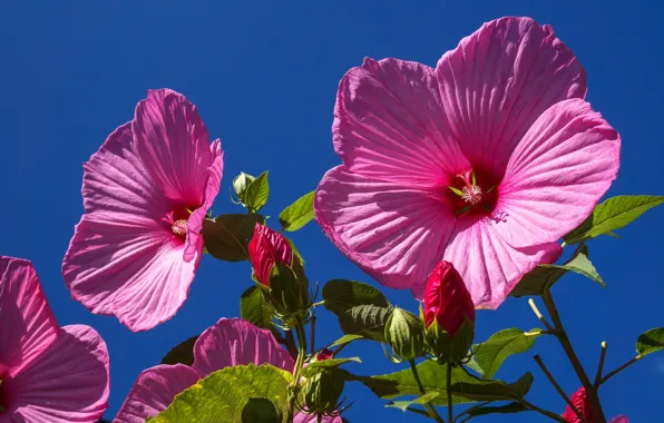 The sky, petals, hibiscus, cvet