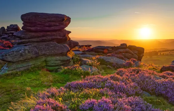 Field, the sun, light, sunset, flowers, stones, rocks, dawn