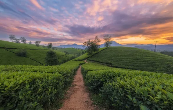 Picture landscape, mountains, nature, hills, tea, Vietnam, plantation