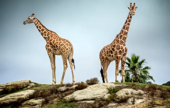 Pair, giraffes, neck